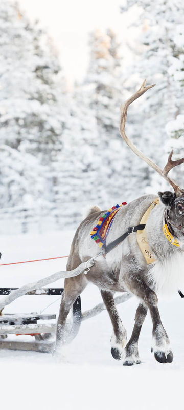 swedish-lapland-reindeer-sledding-vs