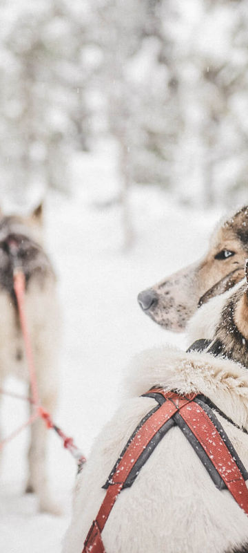 swedish-lapland-team-of-huskies-ak