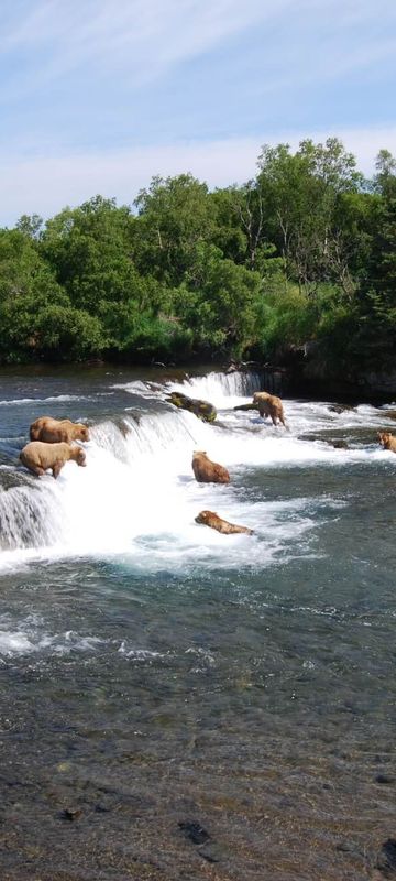 alaska-brooks-falls-view-brown-bears-aat