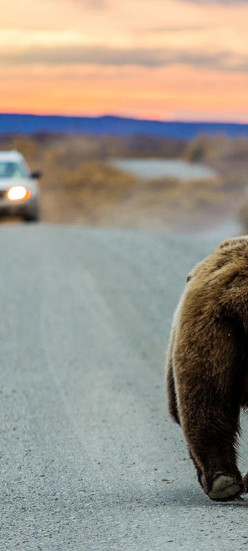 alaska-road-bear-approaching-istk