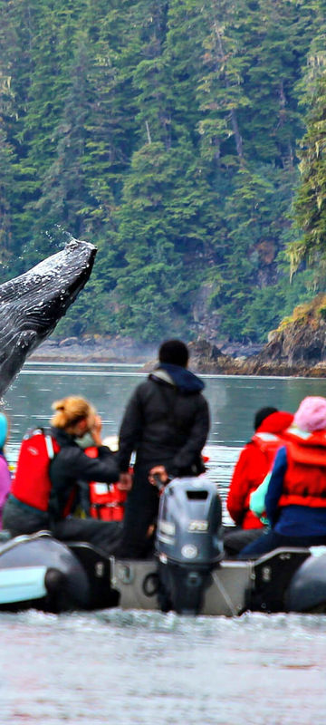 alaska-watching-humpback-whale-breach-from-skiff-uca