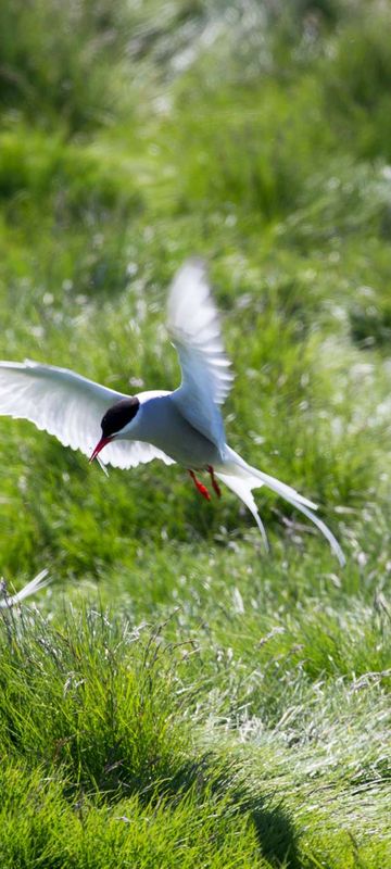 iceland-birdlife-arctic-tern-wg