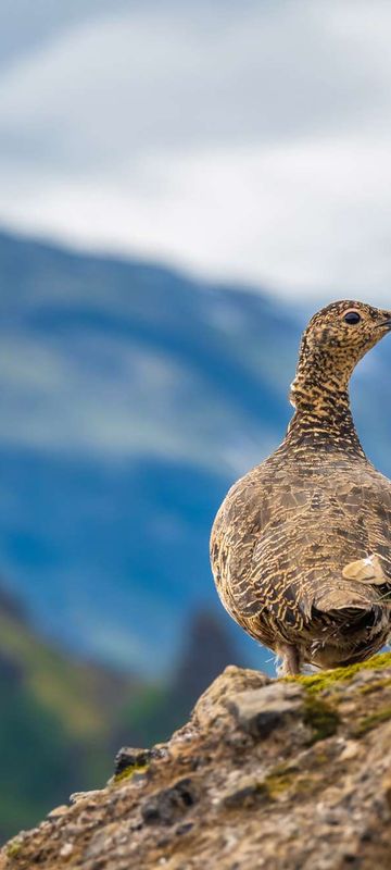 iceland-rock-ptarmigan-thorsmork-istk