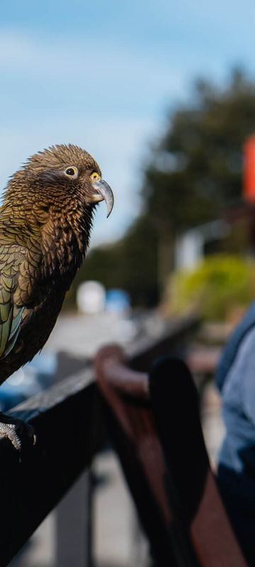 new-zealand-kea-at-arthurs-pass-cnz