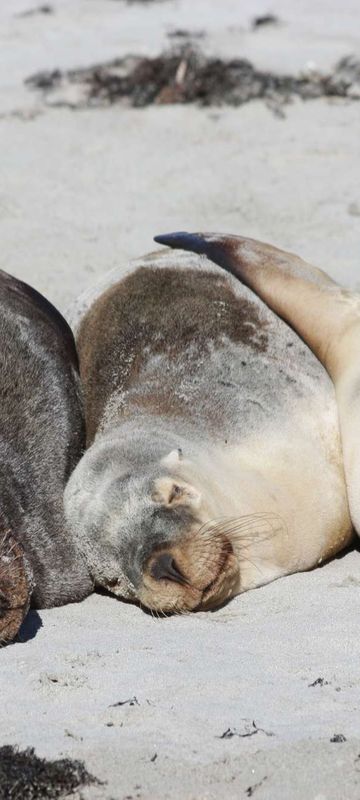 south-australia-kangaroo-island-fur-seals-kiwt