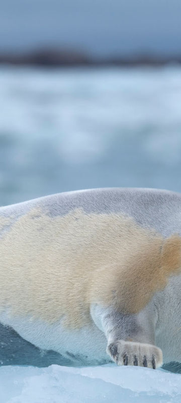 svalbard-bearded-seal-on-icefloe-astk