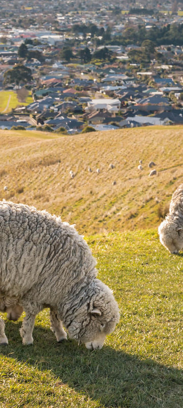 new-zealand-merino-sheep-grazing-in-hill-over-blenheim-istk