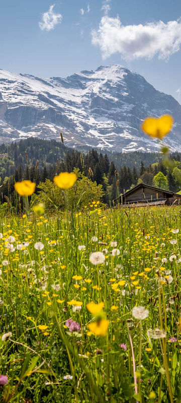 switzerland-spring-grindelwald