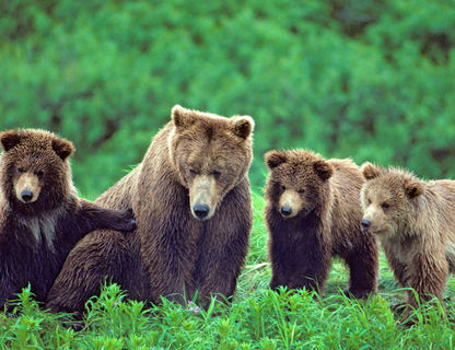 alaska wildlife grizzly bears mother cubs bca