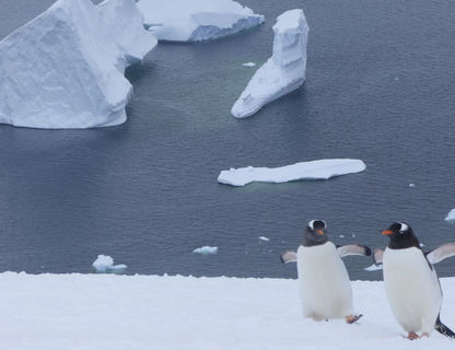 antarctica penguin