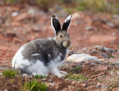 arctic hare istk