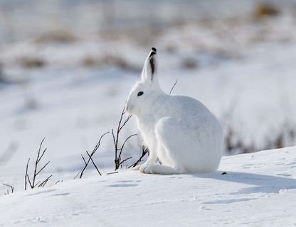 arctic hare on tundra astk