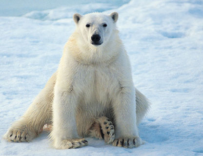 arctic polar bear6 rh