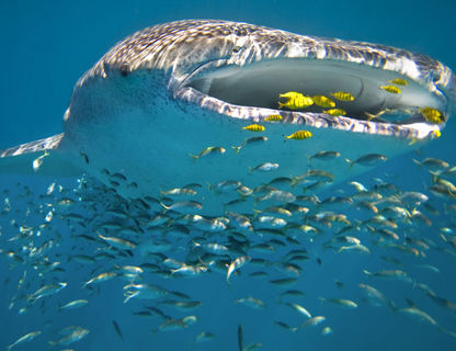 australia wa ningaloo reef whale shark feeding ss