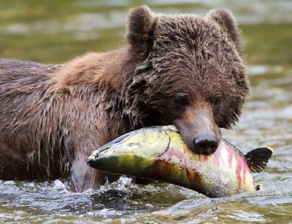 british columbia great bear lodge bear with salmon