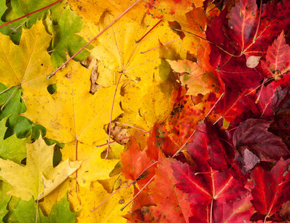 canada autumn maple leaves adstk