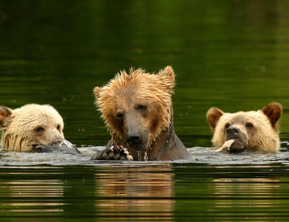 canada bc knight inlet lodge grizzly bears2