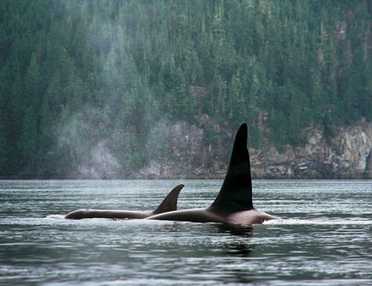 canada bc wildlife orca