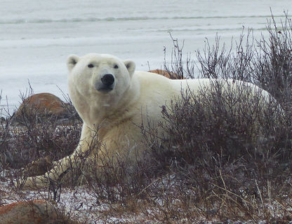 canada churchill polar bear in willows pf