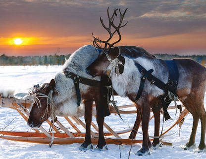 finland lapland reindeer winter sun do