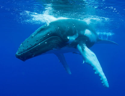 humpback whale underwater blog