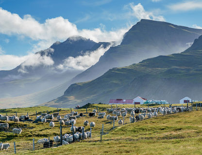 iceland east fjords highland sheep farm rth