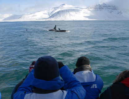iceland grundarfjordur orca watching ch