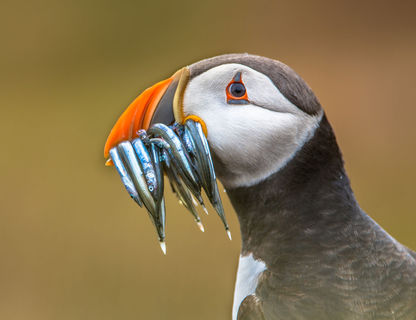 iceland puffin feeding adstk