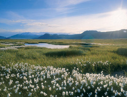 iceland snaefellsnes peninsula wild flowers rth