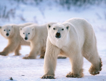 polar bear arctic