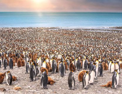 south georgia st andrews bay king penguins sunset istk