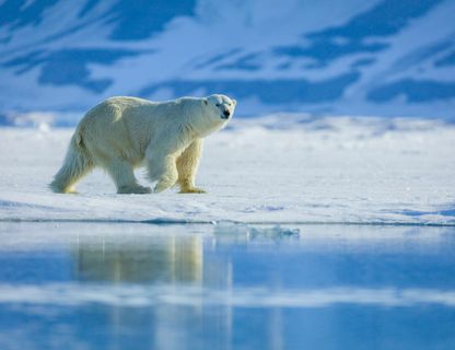 spitsbergen polar bear reflection astk