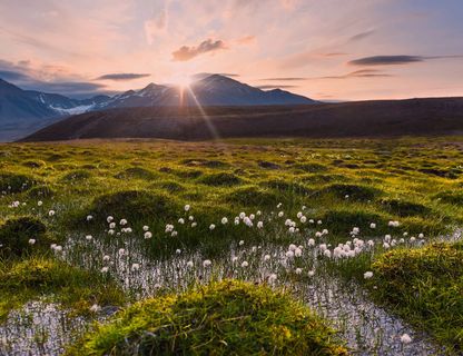 spitsbergen poppy grass summer astk