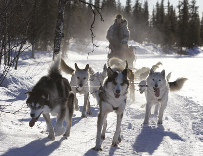 sweden lapland husky sledding rth