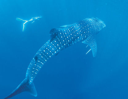 western australia coral bay whale shark swimming twa