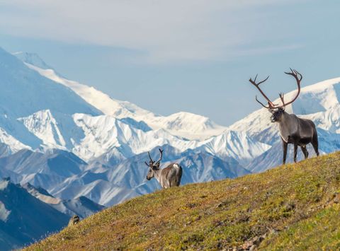 Caribou in Denali National Park