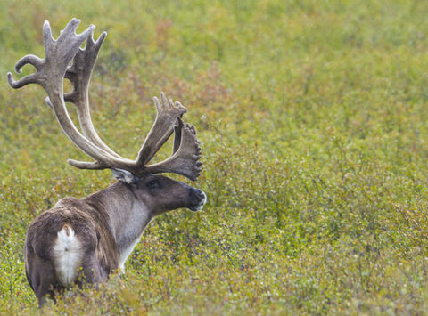 alaska denali wildlife caribou atia