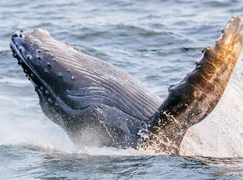 Humpback whale