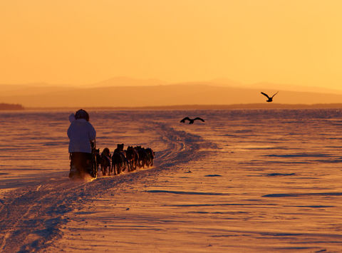 alaska iditarod sunset cm