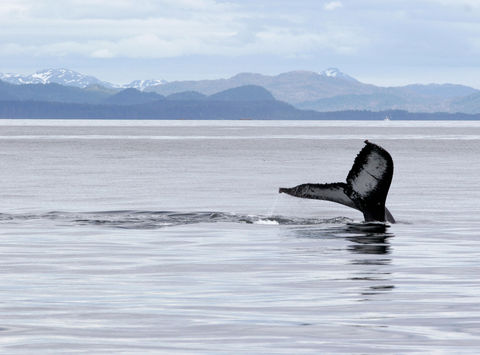 Humpback whale, Alaska