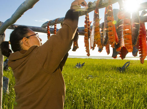 alaska native inupiat woman dyring fish atia