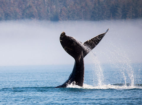 Humpback whale