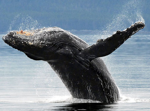 alaska south kenai fjords humpback whale aat