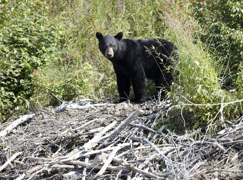 alaska south redoubt bay black bear atia