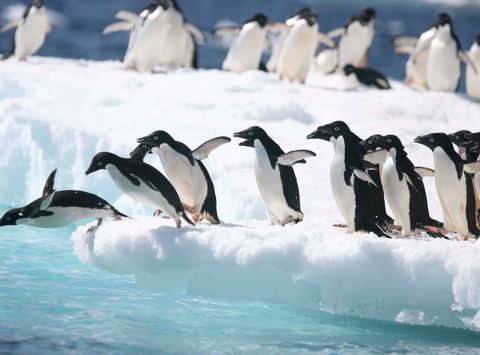 antarctica adelie penguins diving from iceberg astk