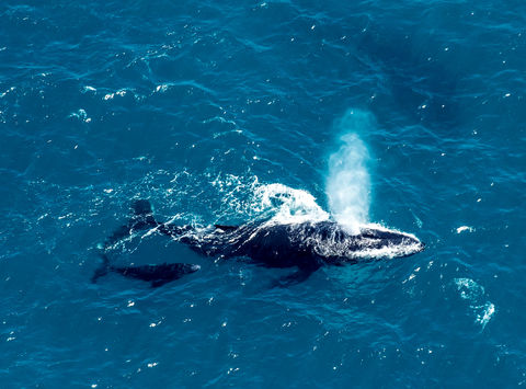 antarctica falkland islands aerial shot humpback and calf istk