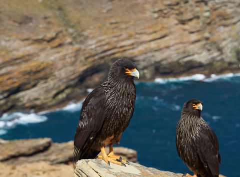 antarctica falkland islands striated caracara istk