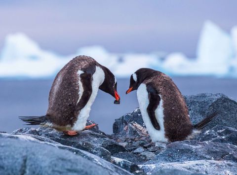 antarctica gentoo penguins building nest istk