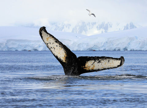 antarctica humpback whale tail istk