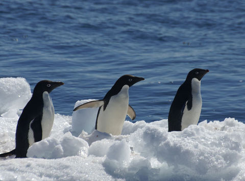 antarctica peninsula paulet island adelie penguins ll